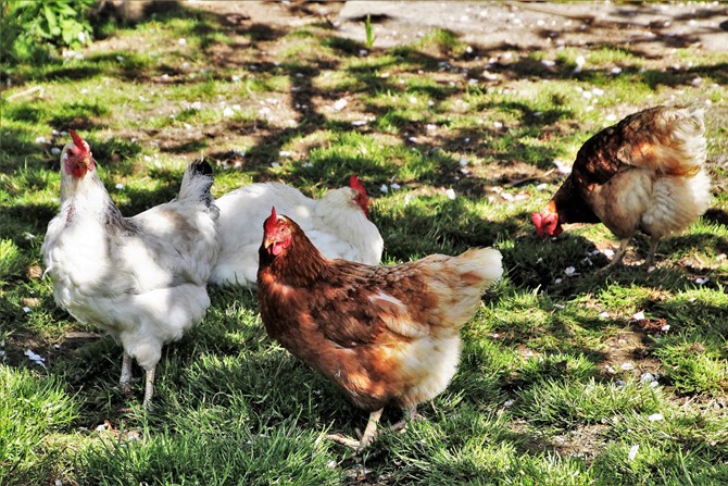 Giv hønsene bedre livskvalitet med mobilt hønsehus fra Haugaarden