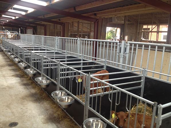 Nysgerrig på staldinventar til kvæg? Få funktionelle løsninger hos Dan Egtved